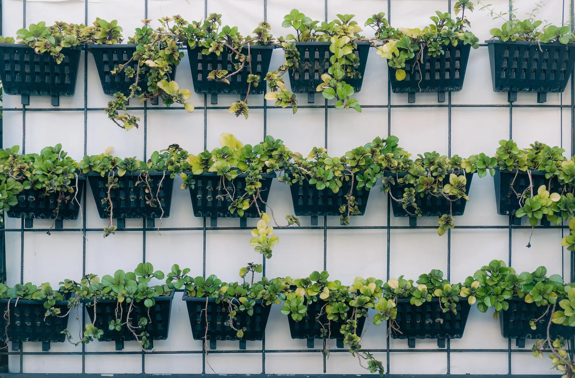 Green wall with plants on a vertical frame